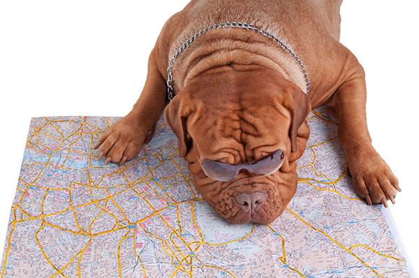 Bordeaux dog met routekaart.