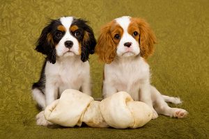 Cavalier King Charles Spaniel pups oud genoeg voor een puppy behandeling.